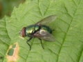 cluster flies - Dasyphora cyanella